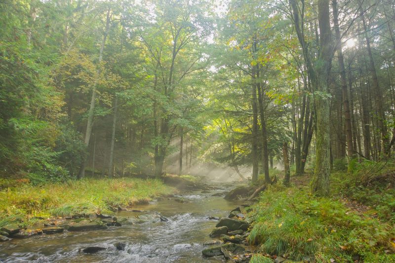 Clear Creek State Forest