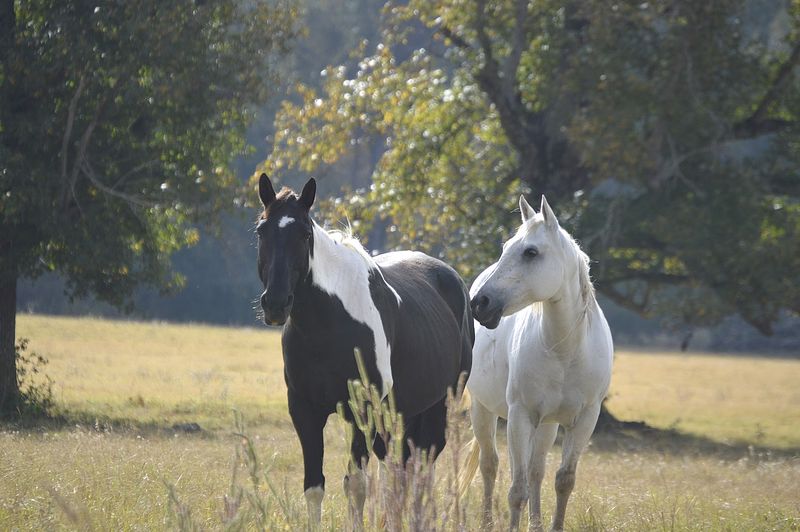 Cleveland Amory Black Beauty Ranch (Murchison)