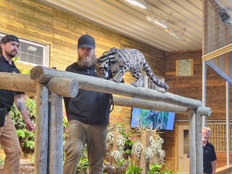 Clouded Leopards, Cougars, and the Big Cats You Did Not Expect to Find in Michigan