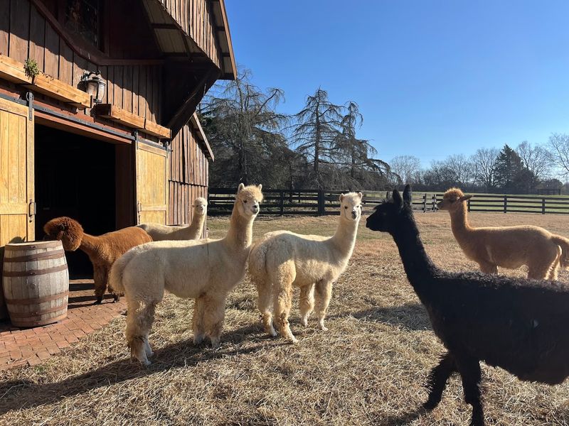 Coleman Valley Alpaca Farm — Franklin