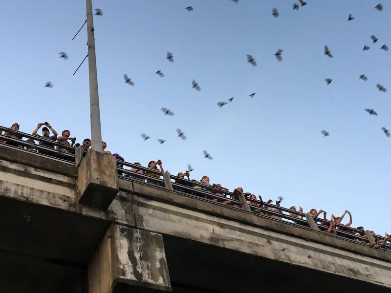 Congress Avenue Bridge Bat Colony (Austin)