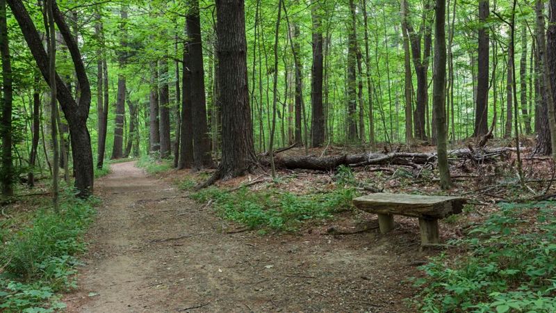 Cool forest shade makes the whole route feel refreshing Cool forest shade makes the whole route feel refreshing