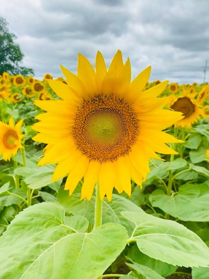 Crawford Sunflower Festival near Waco Crawford Sunflower Festival near Waco