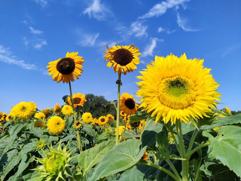 DeBuck's Sunflower Farm — Belleville DeBuck's Sunflower Farm — Belleville