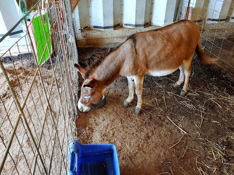 Deep Well Farm — Lenoir City