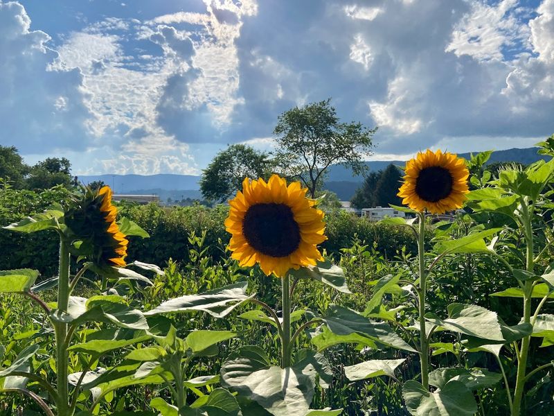 Doe Valley Campground — Mountain City