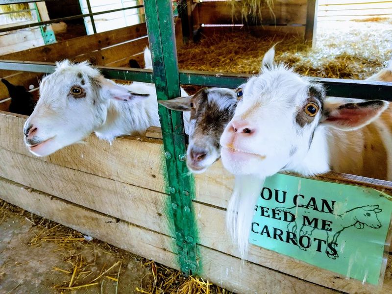 Domino's Farms Petting Farm — Ann Arbor