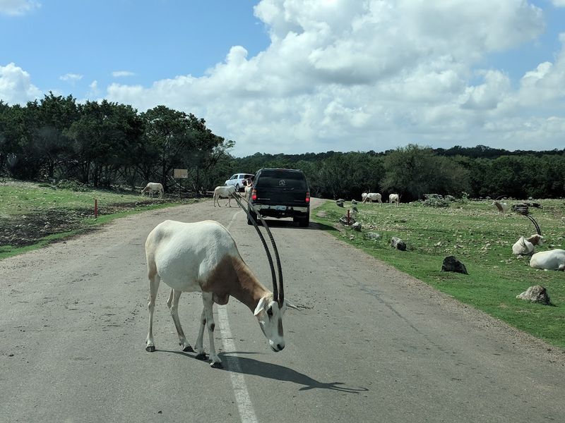 Drive-Through Safari Adventure That Puts You Face-to-Face With Wildlife Drive-Through Safari Adventure That Puts You Face-to-Face With Wildlife