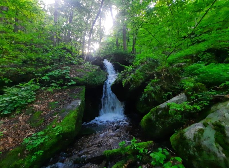 Elk State Forest