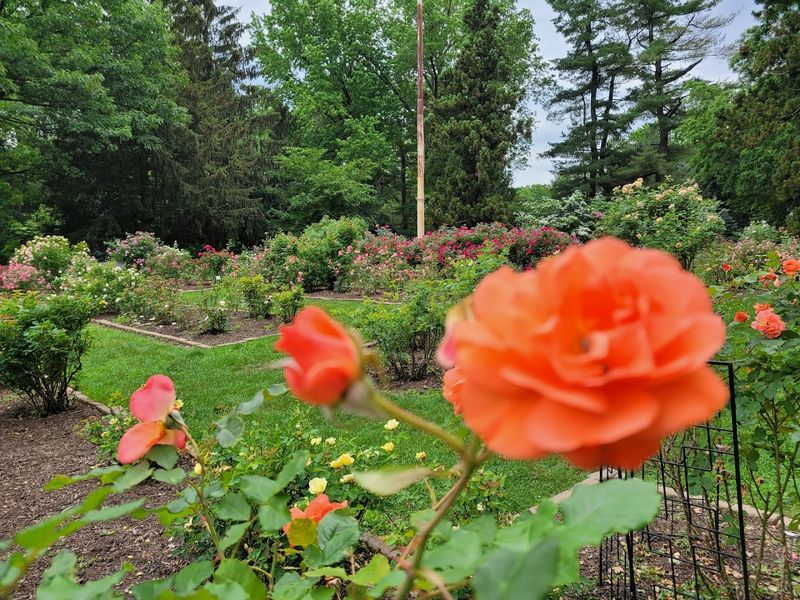 Essex County Rose Garden at Brookdale Park