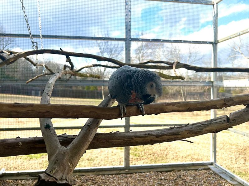 Exotic Avian Sanctuary of Tennessee — Hermitage
