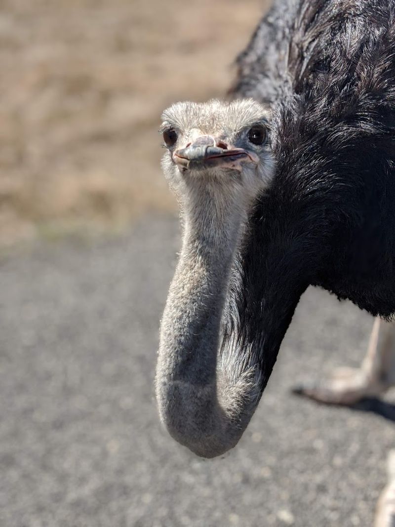 Exotic Species You'd Normally Need a Passport to See Exotic Species You'd Normally Need a Passport to See