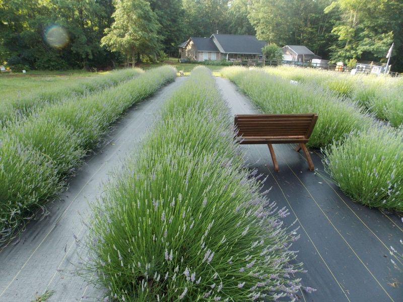 Fair Winds Lavender — Jamestown