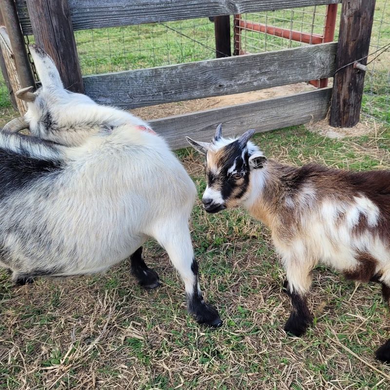 Falcon Ridge Farm — Toone Falcon Ridge Farm — Toone