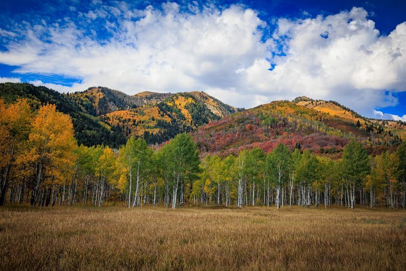 Fall Colors That Steal the Show