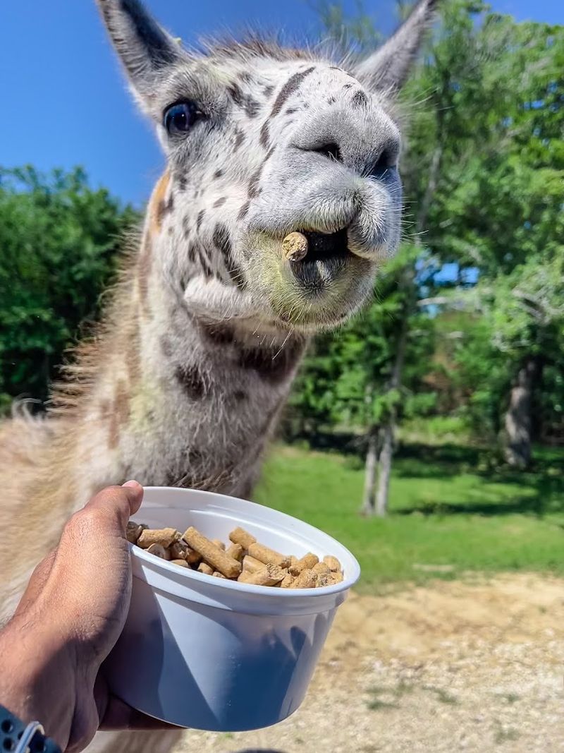 Feed Buckets And The Art Of Rationing