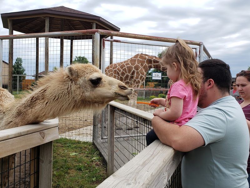 Feeding Giraffes Is the Centerpiece Experience Feeding Giraffes Is the Centerpiece Experience