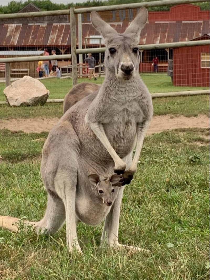 Feeding Kangaroos Up Close