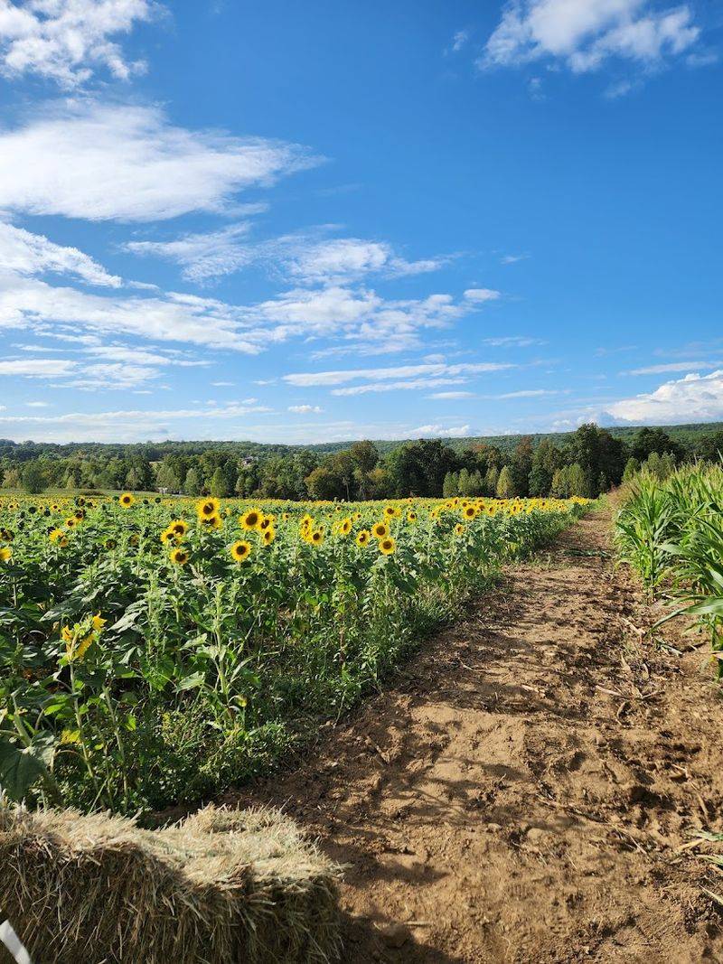 Flat Top Mountain Farm — Soddy-Daisy