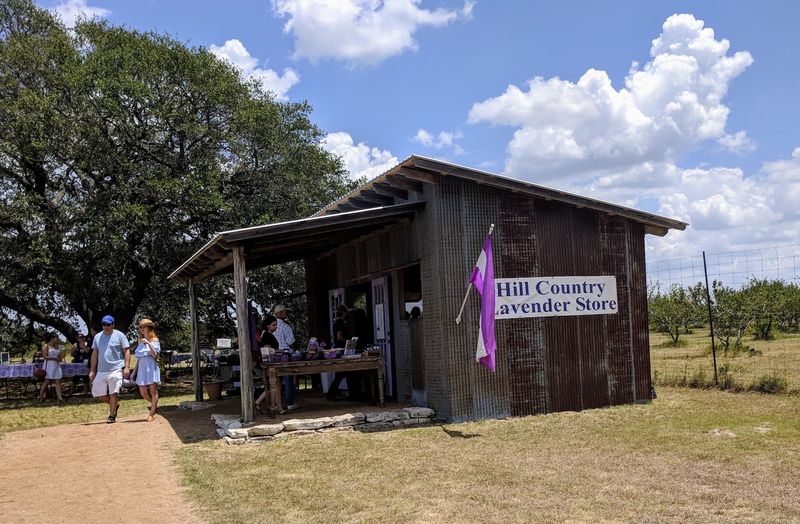 Food Trucks and Lavender-Infused Culinary Delights