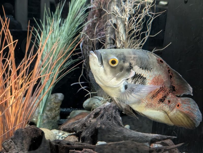 Freshwater and Saltwater Species Under One Roof Freshwater and Saltwater Species Under One Roof
