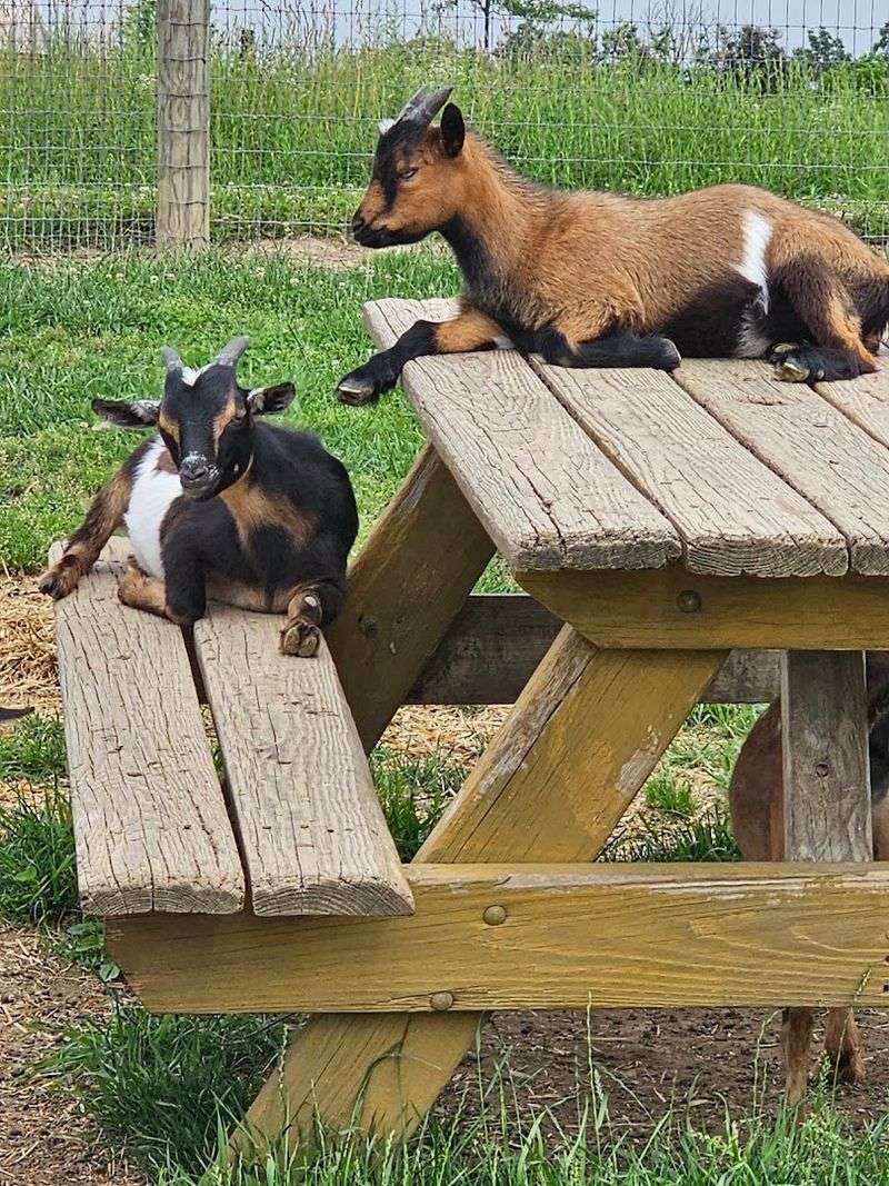 Friendly animals and a classic farm feel Friendly animals and a classic farm feel