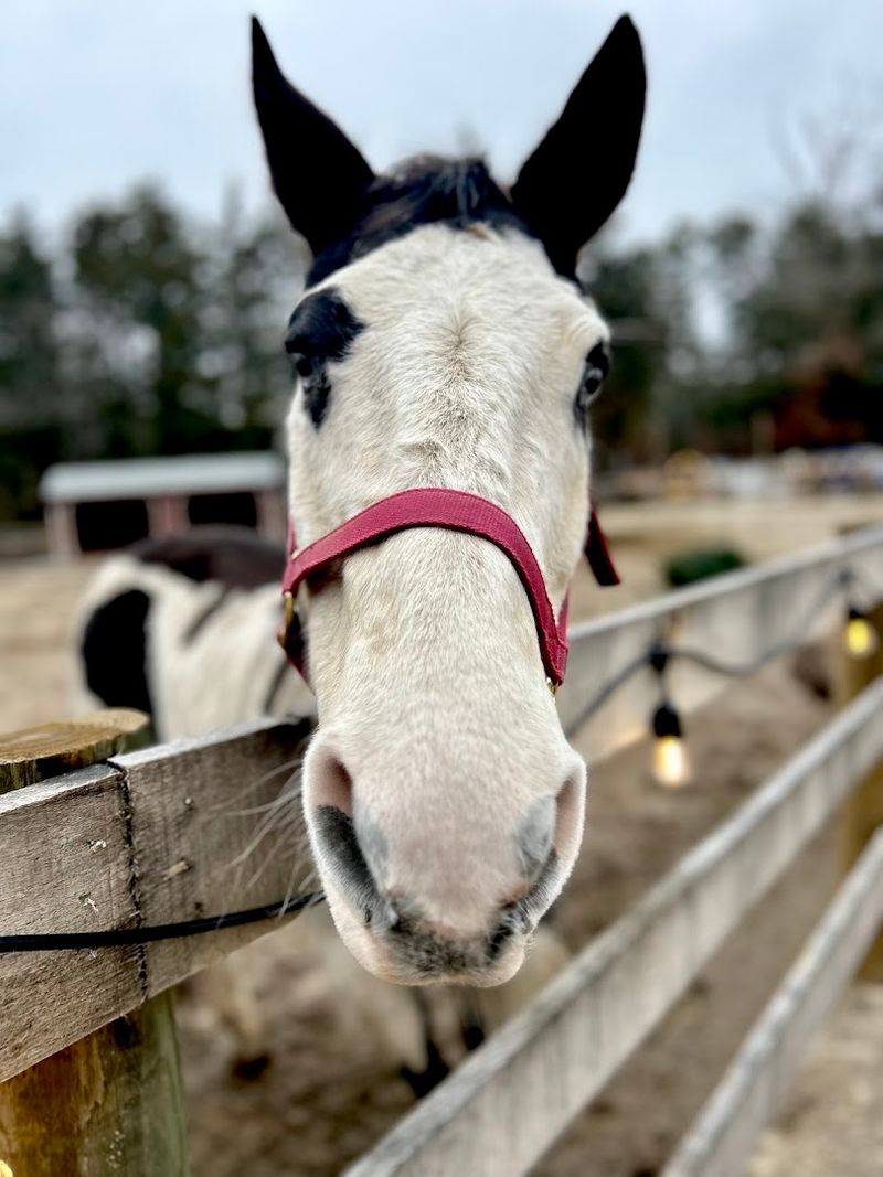 Funny Farm Rescue & Sanctuary in Mays Landing