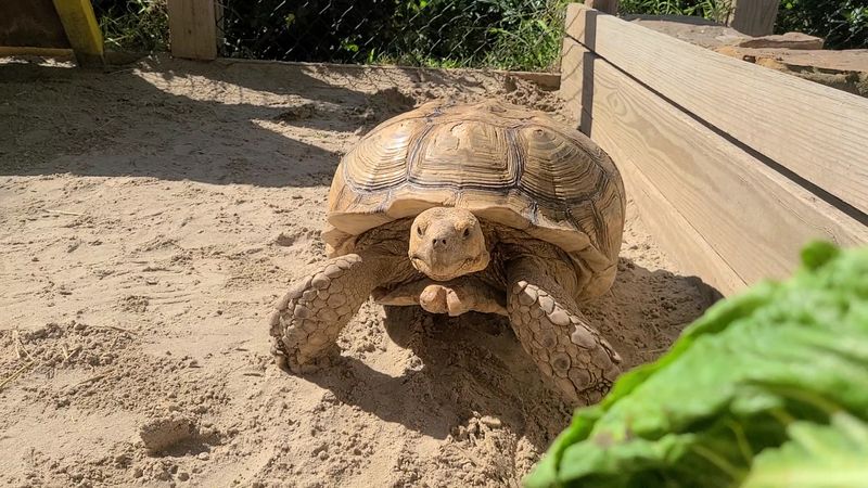 Giant African Tortoises You Can Actually Feed