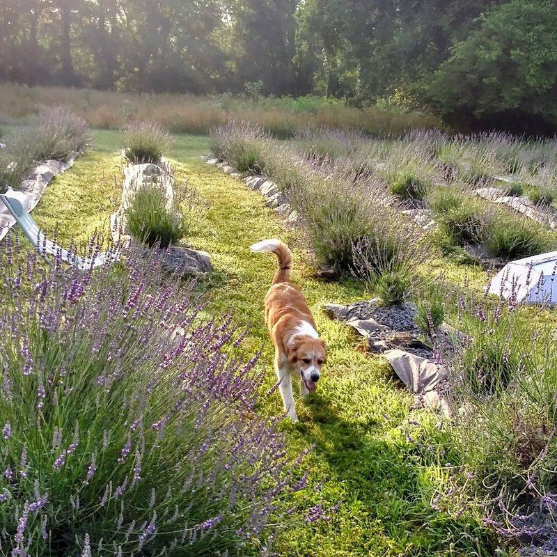 Gigi's Lavender Farm & Nursery — Joelton