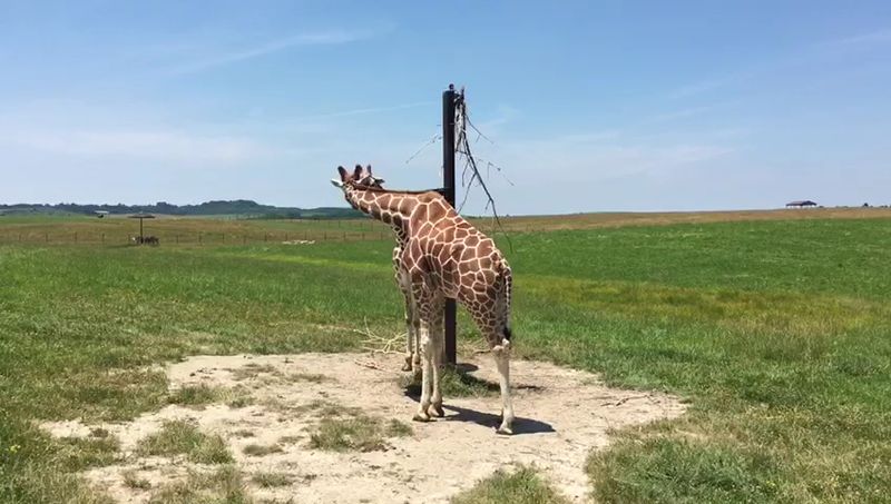 Giraffe Encounters Can Be Truly Unforgettable