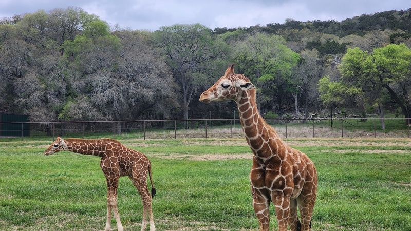 Giraffe Encounters That Create Instagram-Worthy Moments Giraffe Encounters That Create Instagram-Worthy Moments
