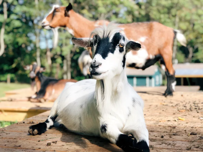 Goats of Anarchy - Hampton