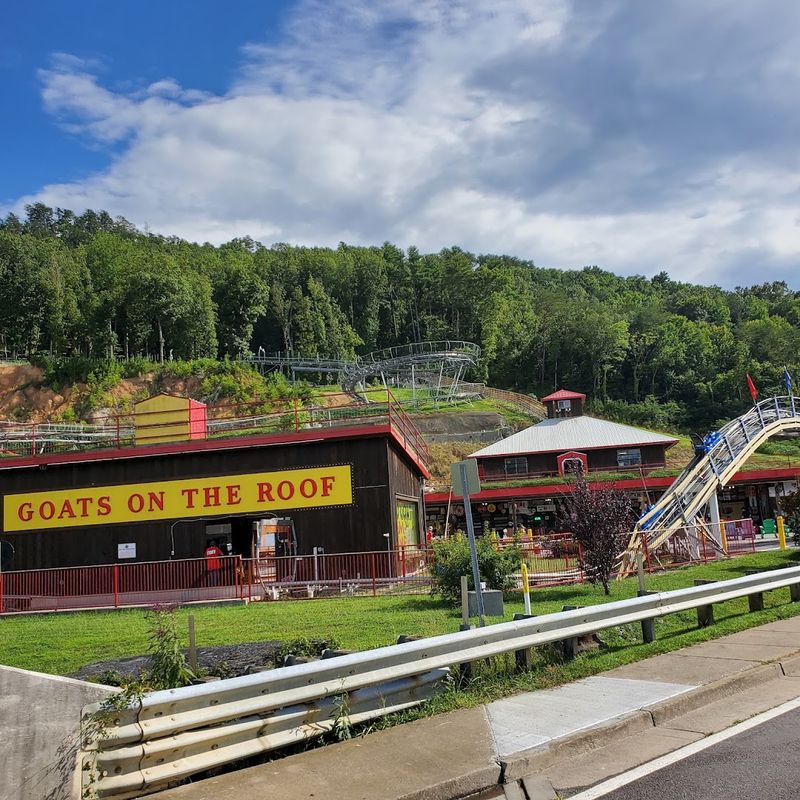 Goats on the Roof — Pigeon Forge