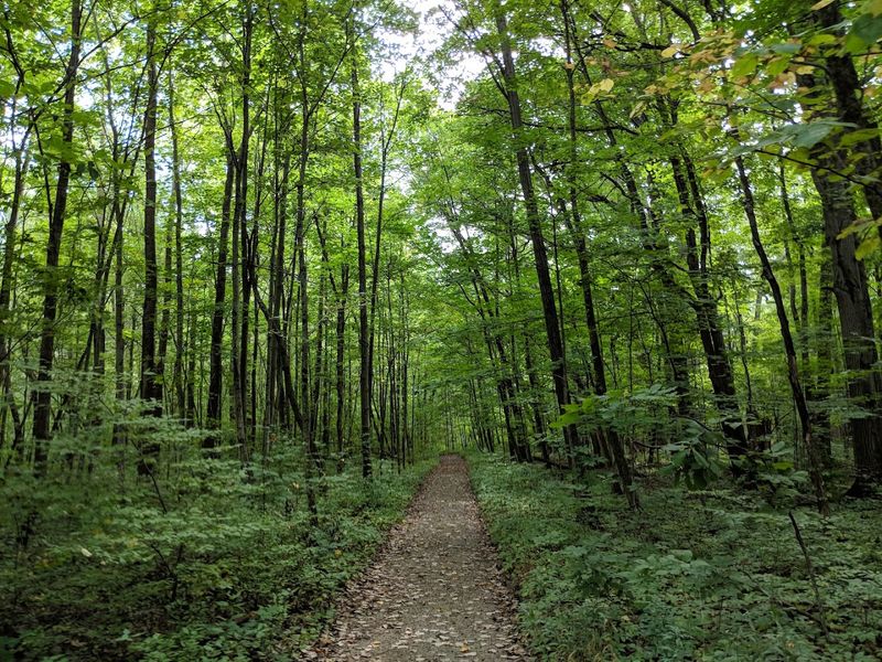 Goll Woods State Nature Preserve (Archbold)