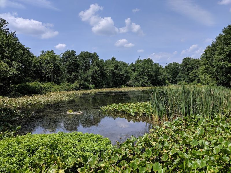 Great Swamp National Wildlife Refuge - Morris County Great Swamp National Wildlife Refuge - Morris County