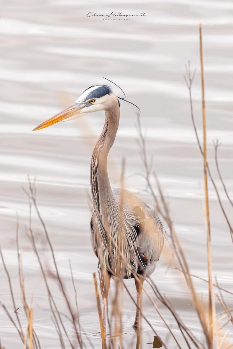 Greater Atlantic City Region - Edwin B. Forsythe National Wildlife Refuge
