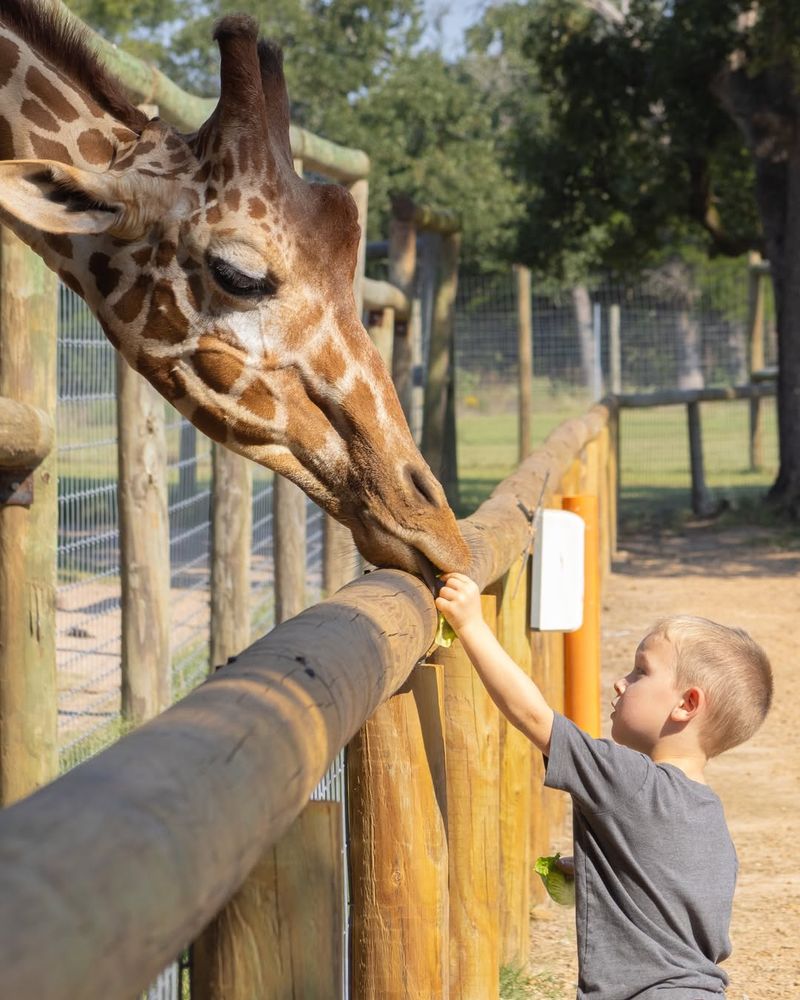Hand-Feeding The Towering Giraffes