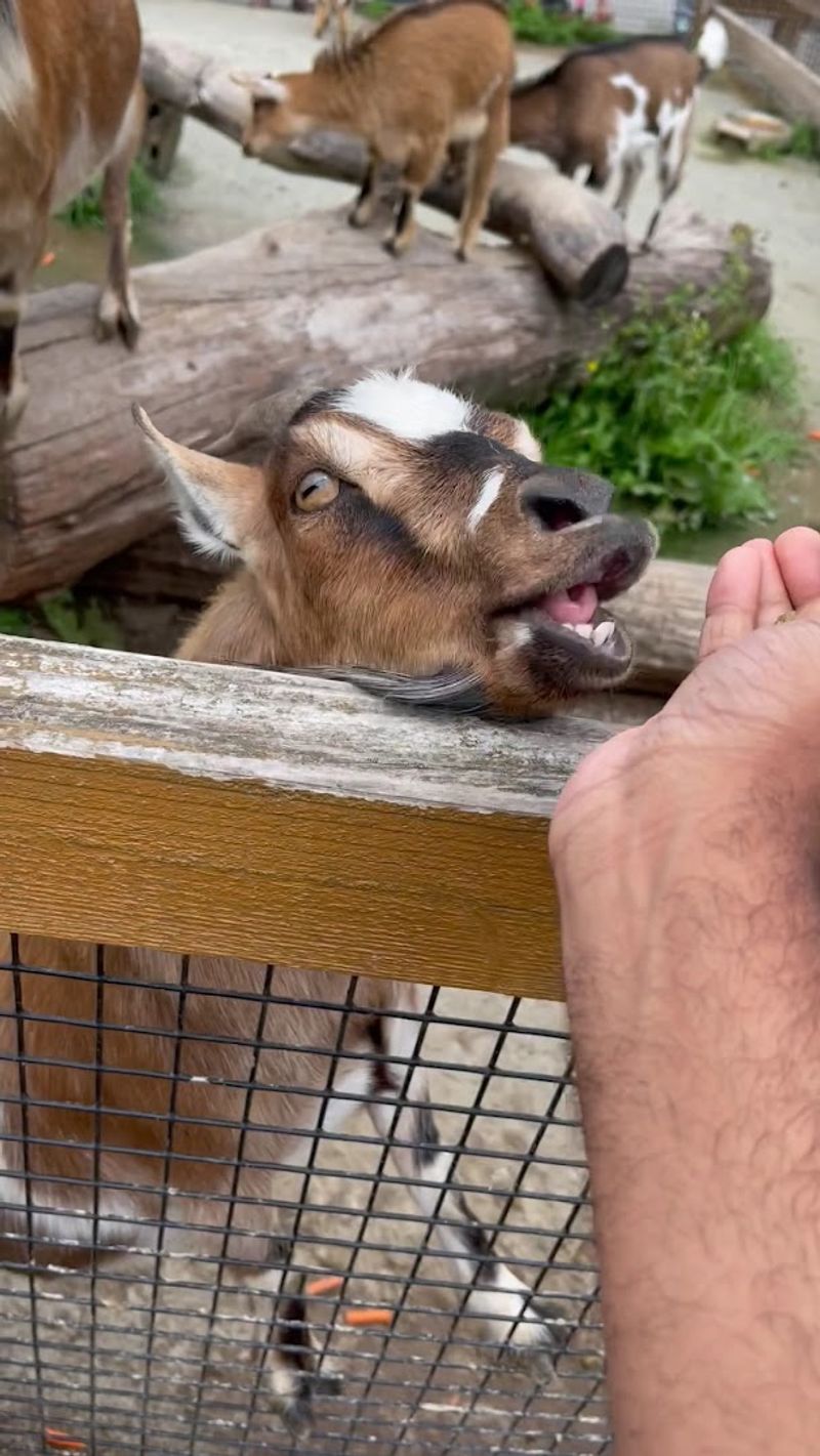 Hand-feeding is the star attraction
