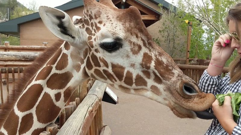 Hand-feeding the famous giraffe herd Hand-feeding the famous giraffe herd