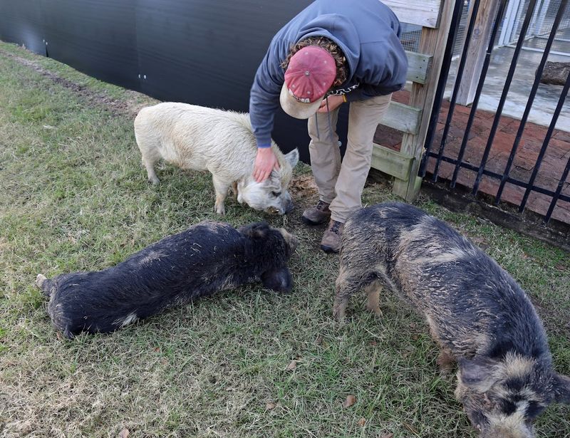 Hands-On Farm Animal Interactions