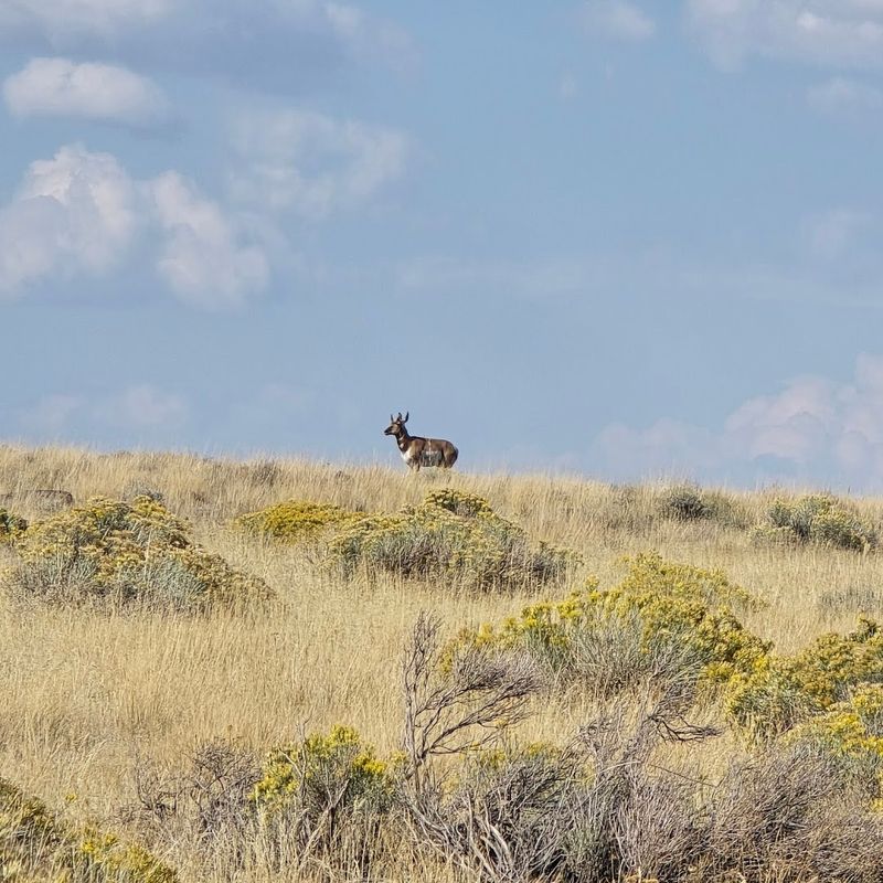 Hart Mountain / Antelope Hot Springs