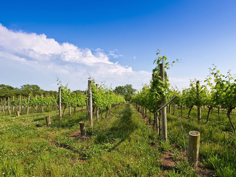 Hawk Haven Vineyard & Winery