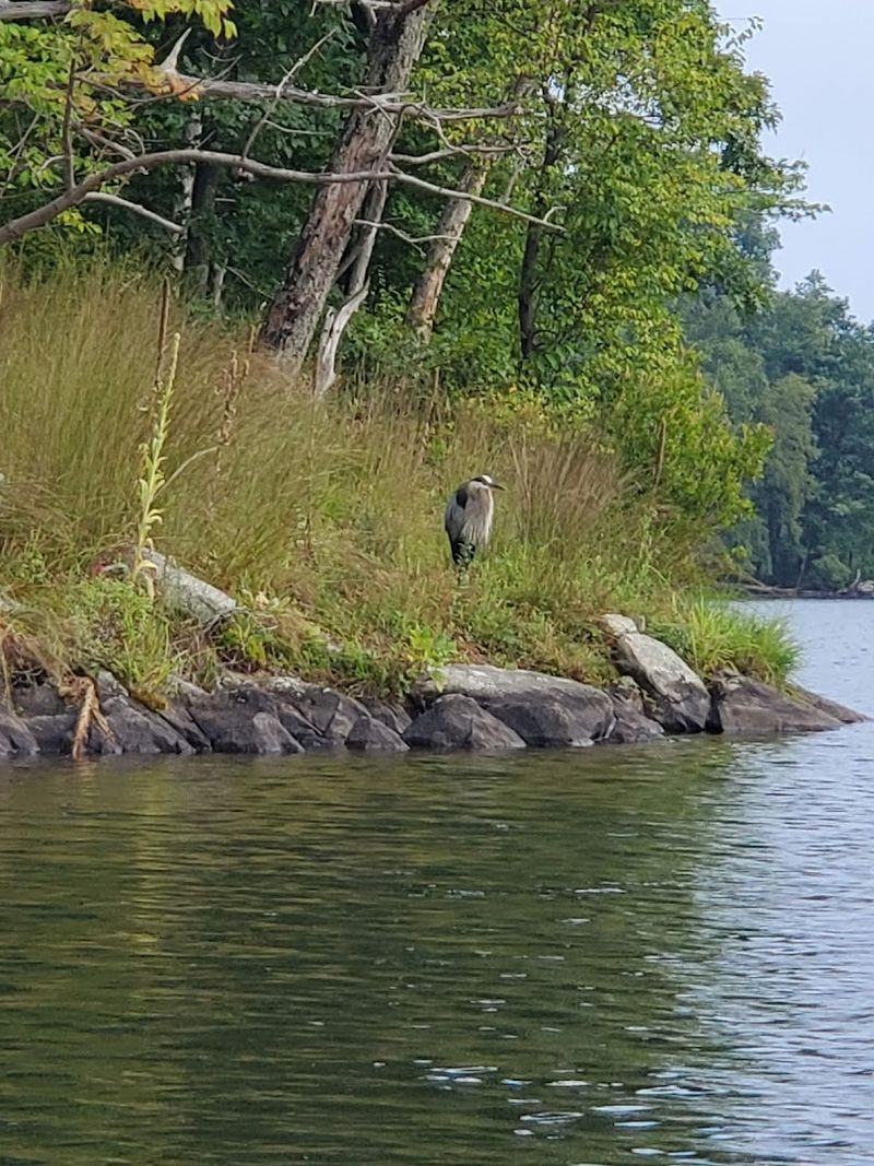 Herons, Quiet Coves, And Wildlife Along The Shoreline
