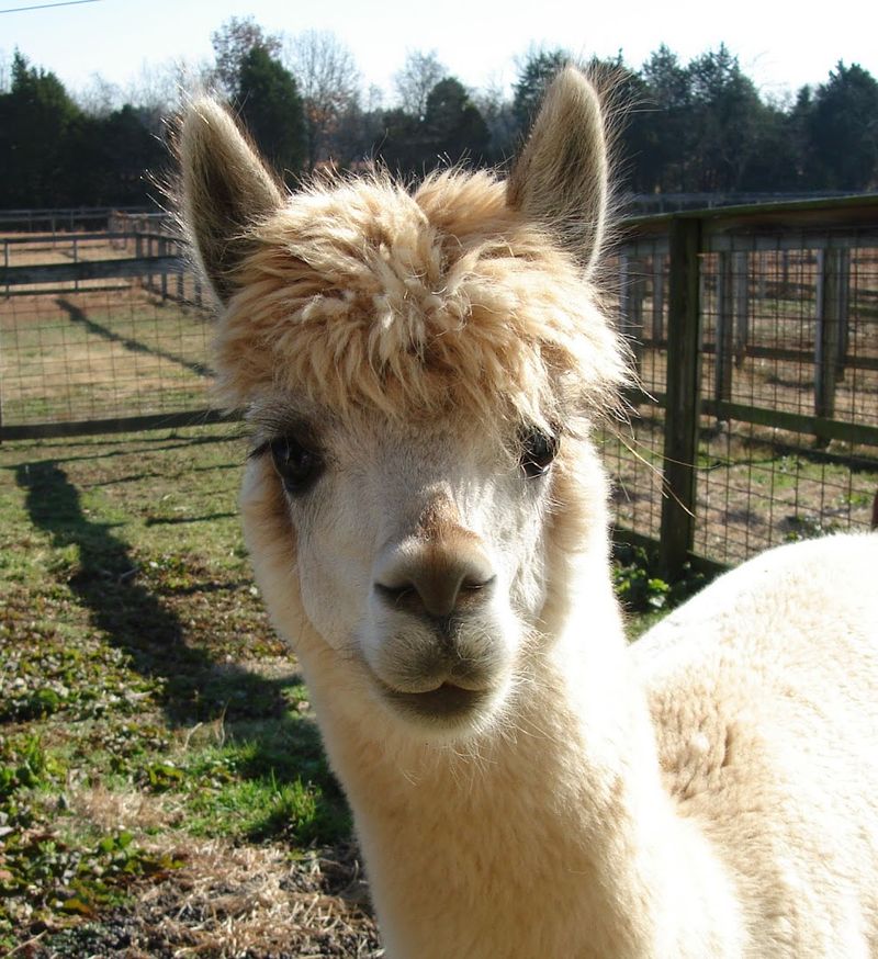 Hickory Bluff Alpacas — Mt. Juliet