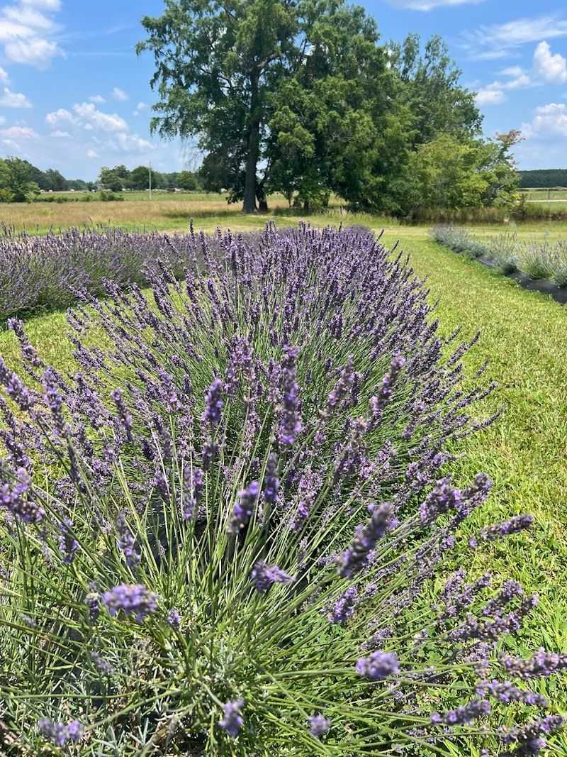 Homestead Lavender Farm — Morrison