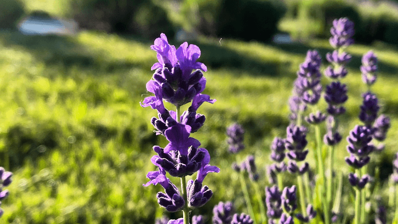 Hope Hill Lavender Farm