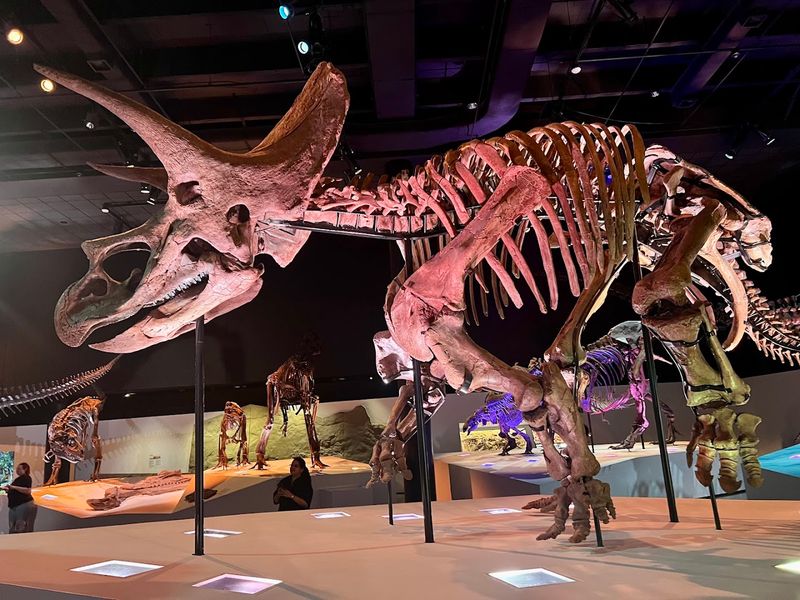 Houston Museum of Natural Science (Houston)