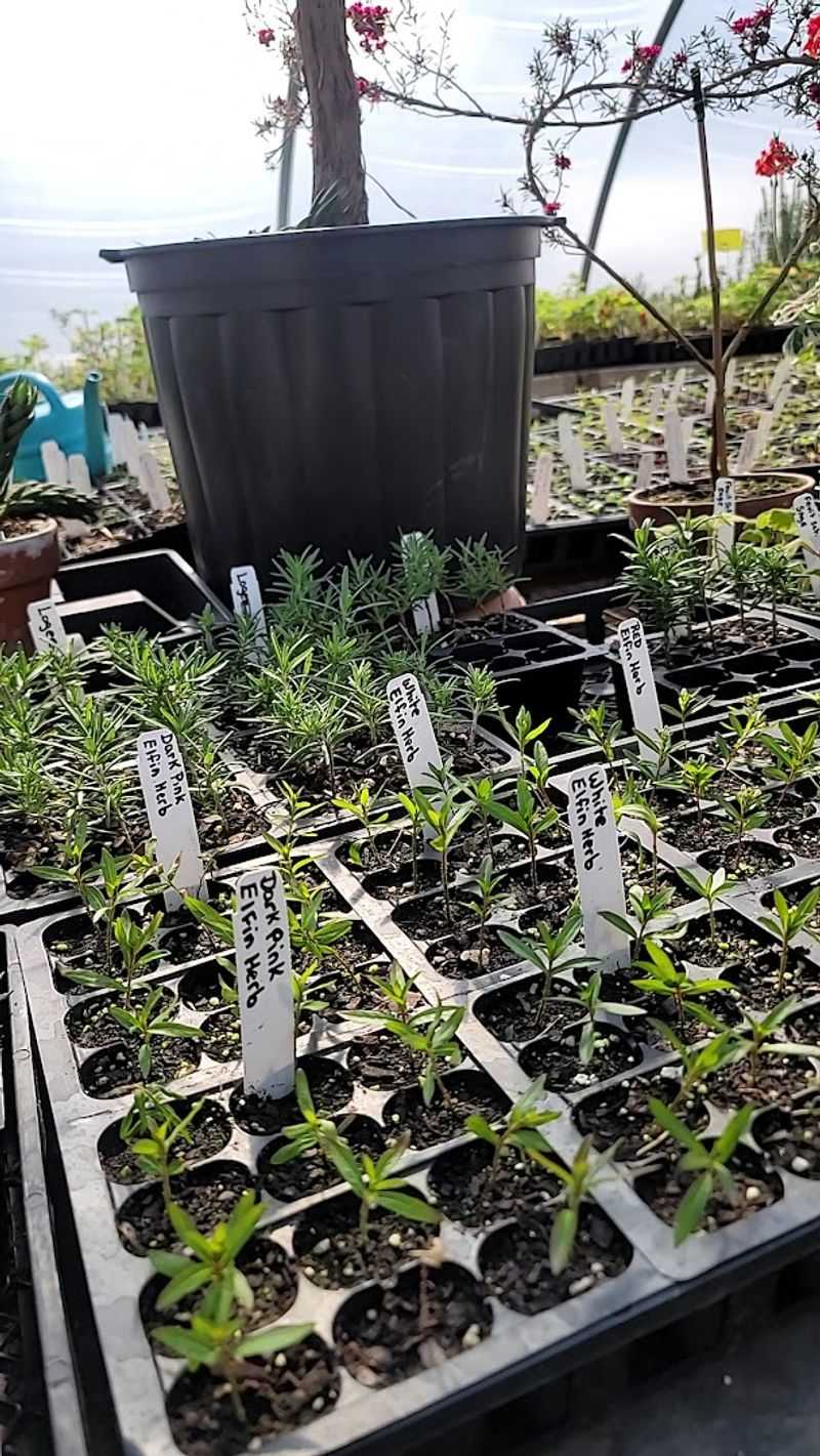 How Well-Sweep Grew From a Family Hobby Into a Botanical Destination How Well-Sweep Grew From a Family Hobby Into a Botanical Destination