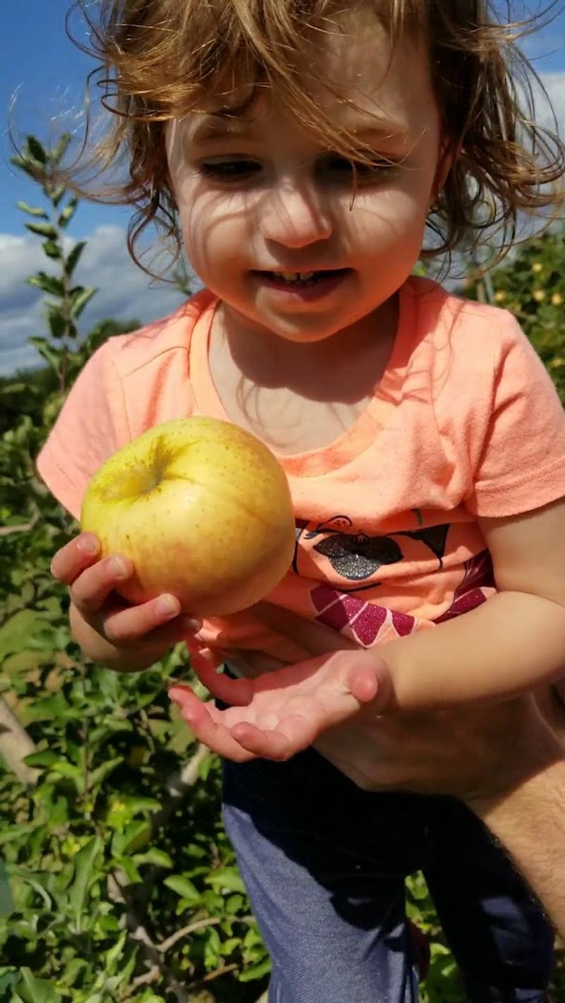 How to Pick the Best Apples for Eating Baking and Cider