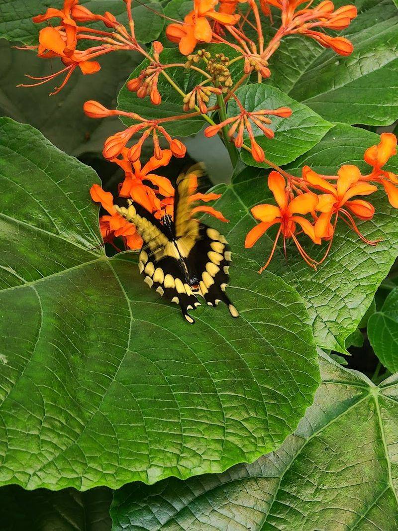 Hundreds of butterflies all around you
